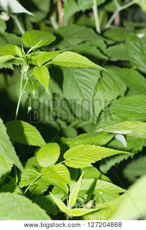 young green raspberry bushes close-up, nature bsckground