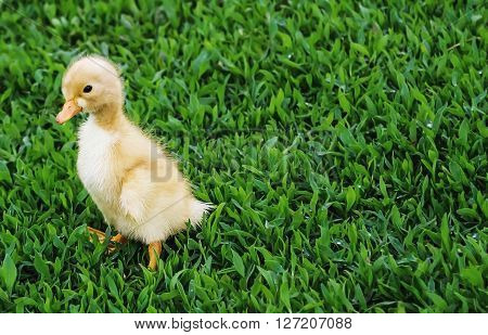 Little Yellow Duckling On The Green Grass