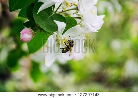 Spring Bee Sitting On A Branch With Flowers