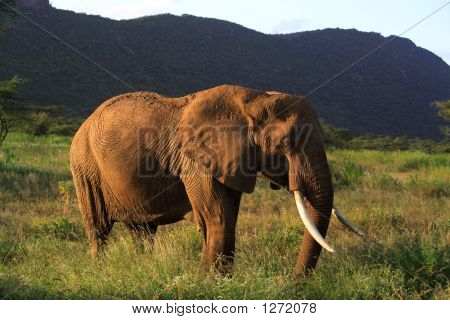 Slon africký