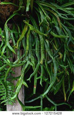 fresh green Platycerium holttumii plants in nature garden