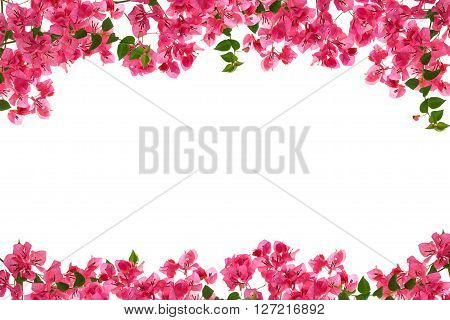 Bougainvillea flower frame on white background Provincial flower of phuket thailand