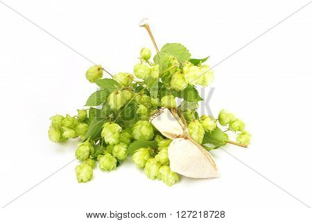 ripe buds and leaves of wild hop plant