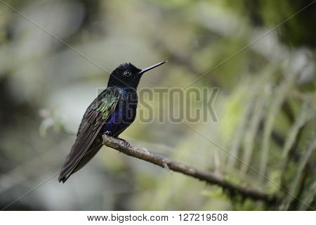 Green and blue hummingbird is sitting on the branch of the tree in the rain forest of Ecuador