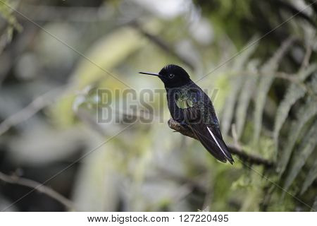 Green and blue hummingbird is sitting on the branch of the tree in the rain forest of Ecuador
