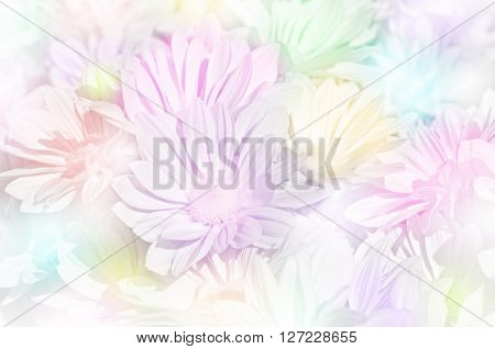 Closed-up Of Spray Type Of Chrysanthemum (dendranthemum Grandifflora) In Pastel Tone.