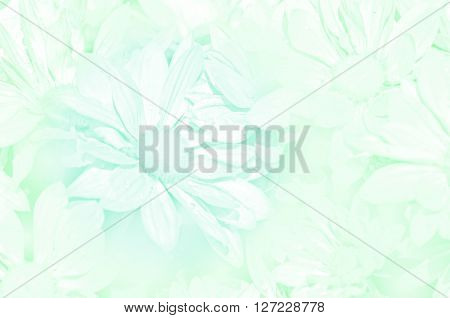 Closed-up Of Spray Type Of Chrysanthemum (dendranthemum Grandifflora) In Pastel Tone.