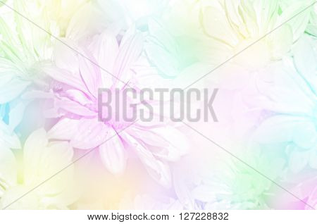 Closed-up Of Spray Type Of Chrysanthemum (dendranthemum Grandifflora) In Pastel Tone.