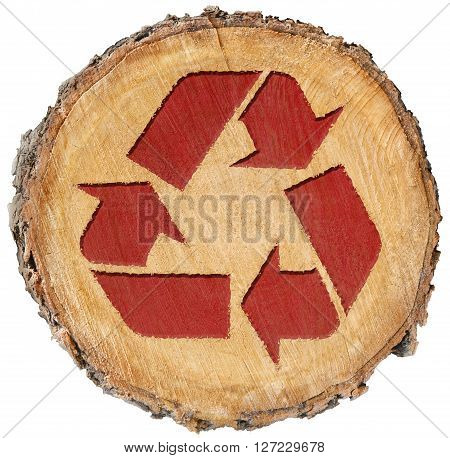recycle symbol isolated organic earth section tree with rings cut fresh