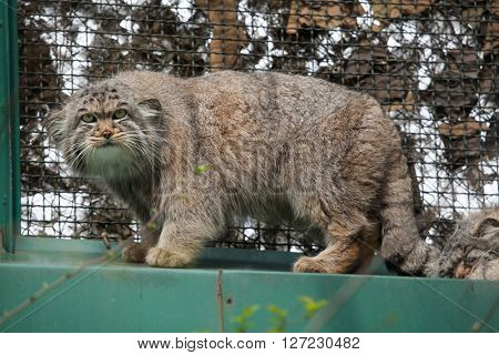 Pallas's cat (Otocolobus manul), also known as the manul. Wild life animal. 