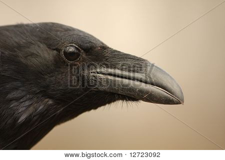 อย่างใกล้ชิดของนก / นกกา corax