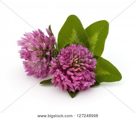 Clover or trefoil flower medicinal herbs isolated on white background cutout
