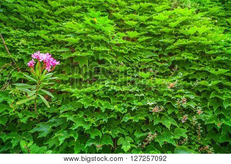 Green wall