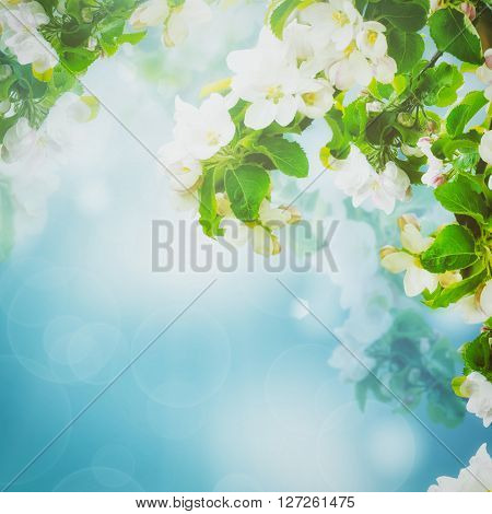 Fresh spring branches of apple tree with flowers, natural floral seasonal easter background. Suitable for greeting cards and invintation.