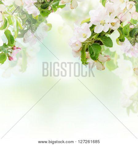 Fresh spring branches of apple tree with flowers, natural floral seasonal easter background. Suitable for greeting cards and invintation.