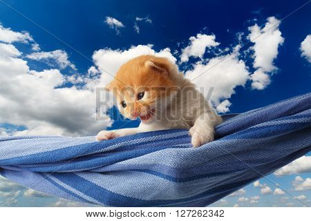 Red kitten in a hammock. Cute orange kitten in a blue hammock having rest, relax at blue sky background. Adorable sad pet. Small heartwarming kitten. Little cat. Animal isolated. High key