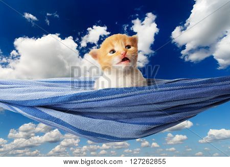 Red kitten in a hammock. Surprised Cute orange kitten in a blue hammock having rest, relax at blue sky background. Adorable sad pet. Small heartwarming kitten. Little cat. Animal isolated. High key