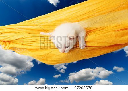 White kitten in a yellow hammock. Cute white kitten in a hammock having rest, at blue sky. Adorable pet. Small heartwarming kitten. Little cat. Animal isolated. High key