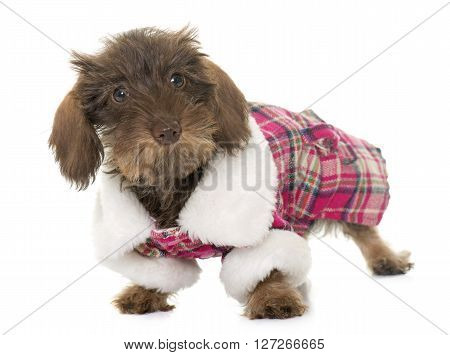 dressed puppy Wire haired dachshund in front of white background