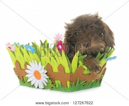 puppy Wire haired dachshund in front of white background