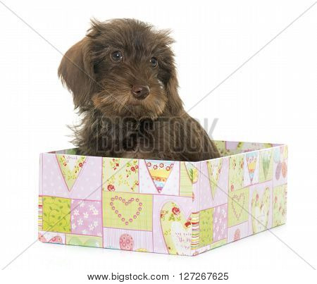 puppy Wire haired dachshund in front of white background