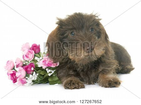puppy Wire haired dachshund in front of white background