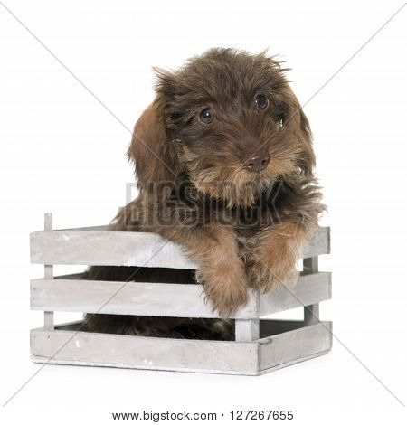 puppy Wire haired dachshund in front of white background