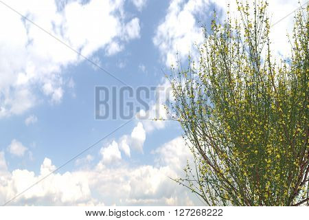 Green Plant Cytismus Scoparius with nice Sky.
