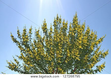 Plant Cytismus Scoparius Besenginster. Nice 3D Rendering