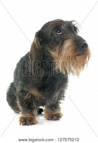 Wire haired dachshund in front of white background