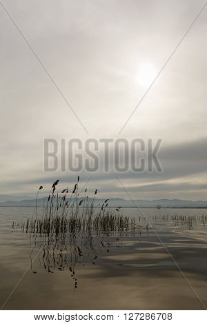 Reeds And Sun Through Clouds On Lake Dojran