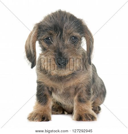puppy Wire haired dachshund in front of white background