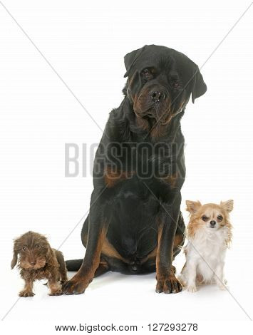 puppy Wire haired dachshund chihuahua and rottweiler in front of white background