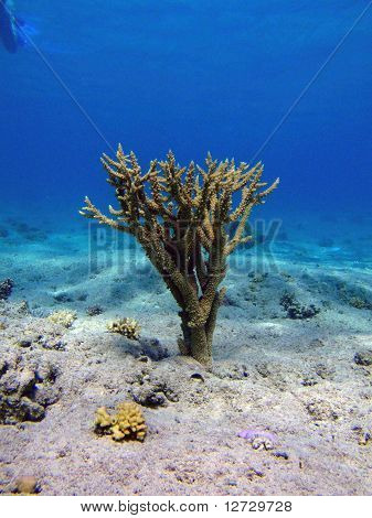 Albero di corallo
