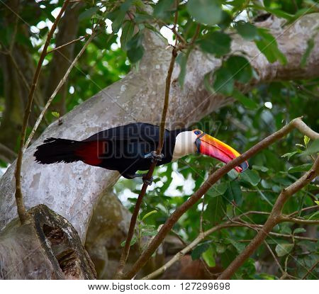 Colorful tucan in the wild
