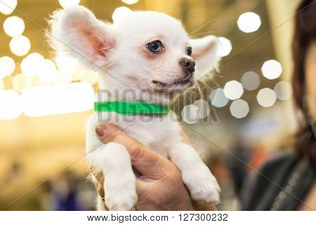 Little papillon puppy in the groomers hands - dog exhibition