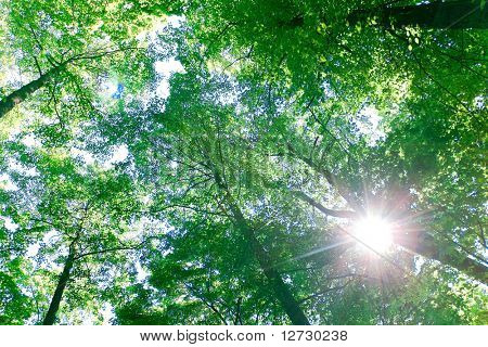 Szene-Bäume-Wald