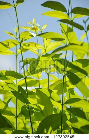 close up fresh green Wrightia religiosa Benth leaves