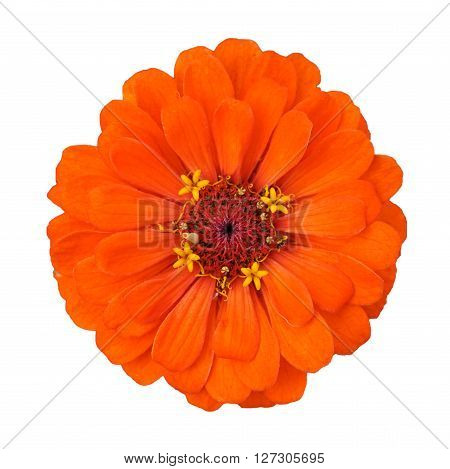 orange flower isolated on a white background