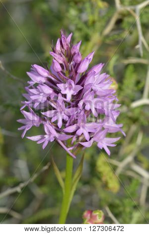 Pyramidal Orchid - Anacamptis pyramdalis with background of Spiny Burnet - Sarcopoterium spinosum