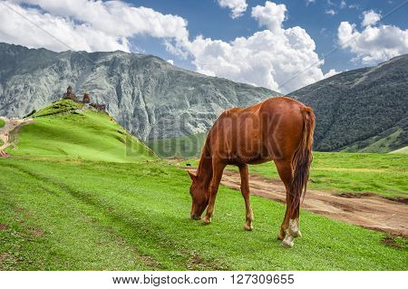 Horse grazing next to the Gergeti Trinity Church (Gergeti Georgia)