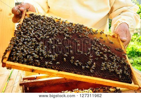 beekeeper keeps bees honeycombs wax and propolis
