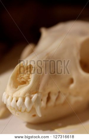 Closeup of the snout of a canine skull.