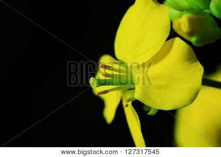 In March 2016, rape flowers macro photo, HD,Brassica napus;  Canola;  Brassica napus L