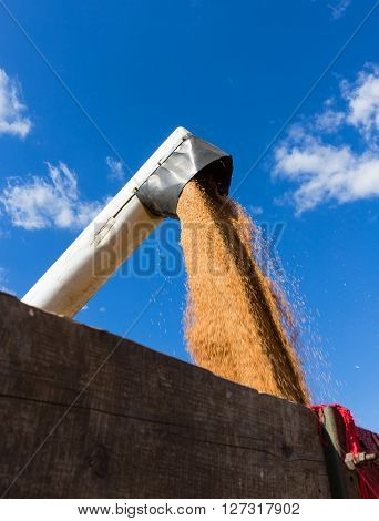 Harvest machine loading seeds in to trailer at summer day.
