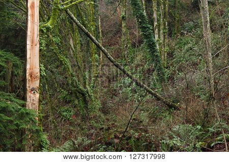 A tree in a forest with an eye painted on its trunk.