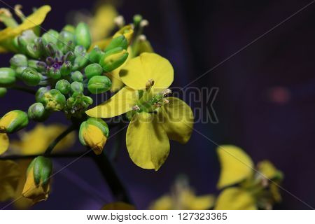 In March 2016, rape flowers macro photo, HD,Brassica napus;  Canola;  Brassica napus L