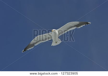 kelp gull which hangs in the air wings spread in Antarctica
