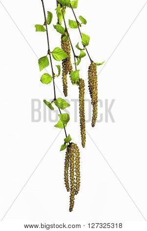 Twigs of a birch tree with fresh green leaves and catkins on the white background isolated.