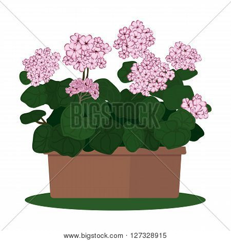 Vector illustration plant in pot. Blooming geranium in pot isolated on white backgraund
